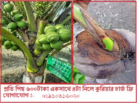 নতুন জাতের ভিয়েতনামের সিয়ামগ্রীন নারিকেল চারা